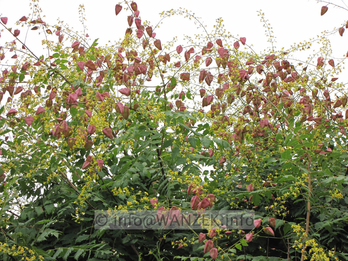 Koelreuteria paniculata 06.JPG